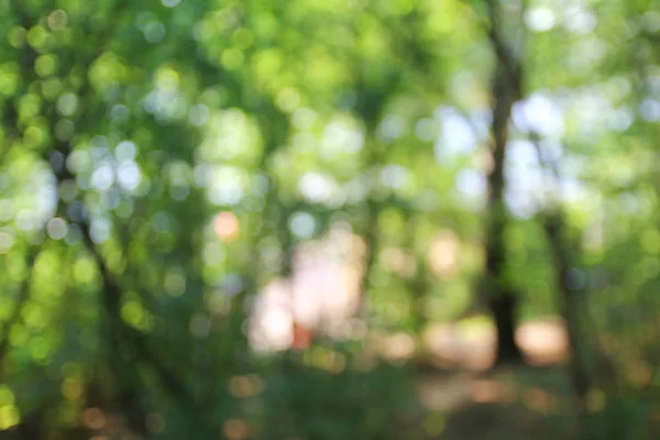 Fondo del bosque verde — Foto de Stock