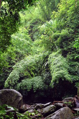 Yeşil yaşam duvarı