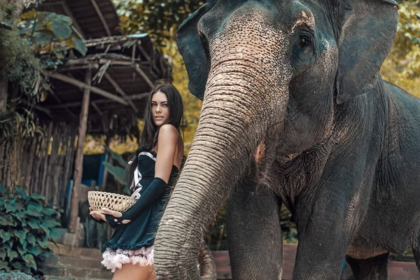 Onu evde beslenen hayvan besleme esmer fil eğitmeni — Stok fotoğraf