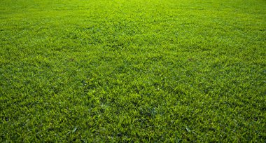 Background of beautiful green grass pattern clipart