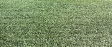 Kuru yeşil ot ve kuru ot alanları saman yaz