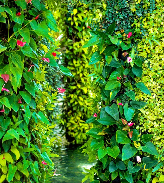 Groene verschillende klimplant varens en weelderige plant op muur. — Stockfoto