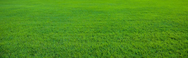 Achtergrond van prachtige groene gras patroon — Stockfoto