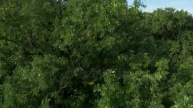 Bir park havadan görüntüleri