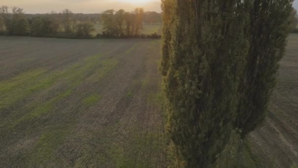 Tiro aéreo da floresta — Vídeo de Stock