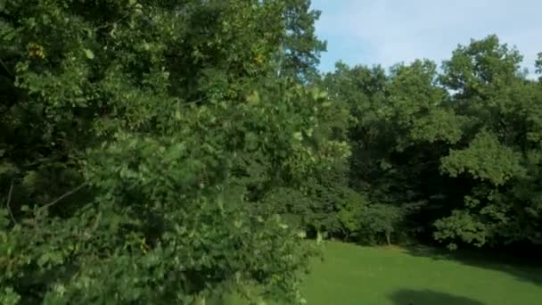 Fit, young woman stretching in the summer park — Stock Video