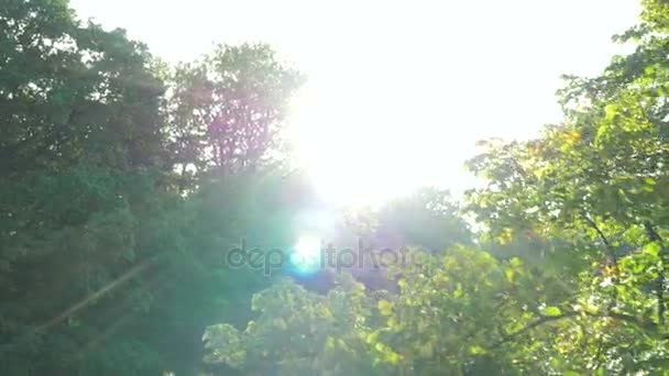 Imágenes aéreas de un parque de verano — Vídeos de Stock