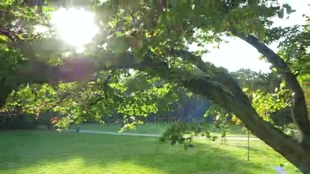 Повітряні кадри літнього парку — стокове відео