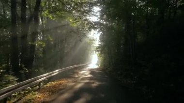 Büyük orman, yaz peyzaj bir kırsal