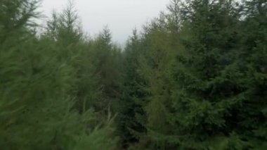 Bir yaz manzara havadan görünümü