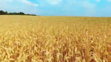 Bir güzel buğday alanının havadan görünümü