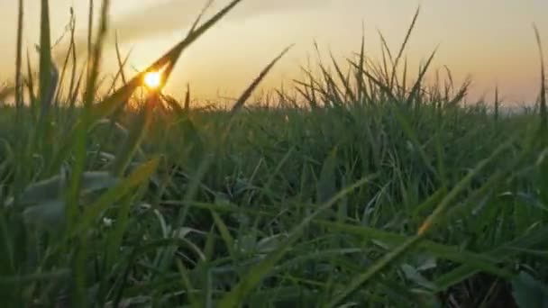 Sommaren gräsmatta, vacker och färgsprakande solnedgång — Stockvideo