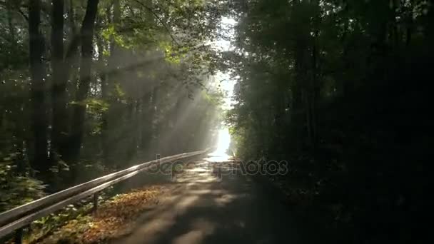 Grande floresta, paisagem de verão de um campo — Vídeo de Stock
