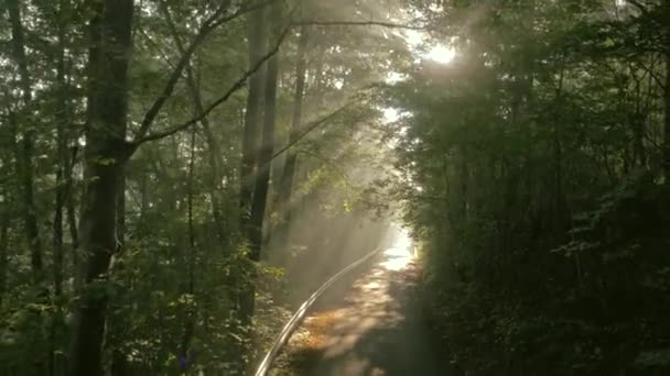 Stor skog, sommaren lanscape av en landsbygd — Stockvideo