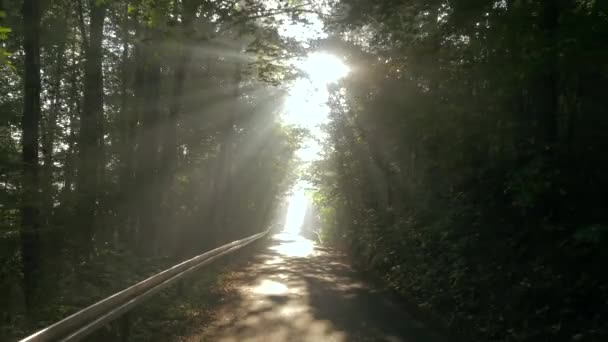 大森林里，夏天的农村景观 — 图库视频影像