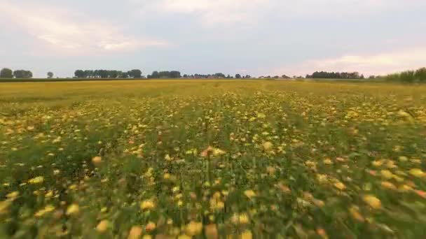 Colorido verano prado 4k vídeo aéreo — Vídeos de Stock