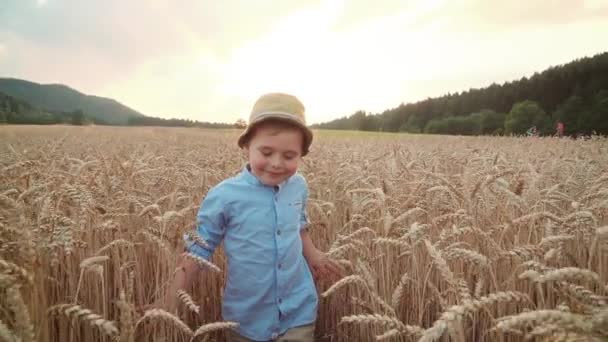 Buğday Alanında Küçük Çocuk — Stok video