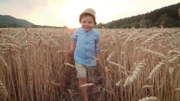 Little Boy Wheat Field — Stock Video