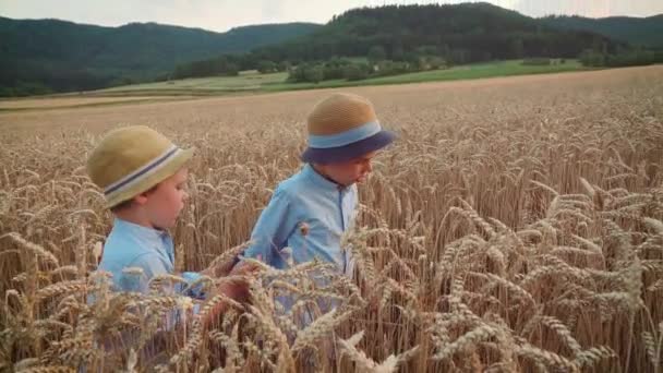 Little Boys Wheat Field Slow Motion — Stock Video