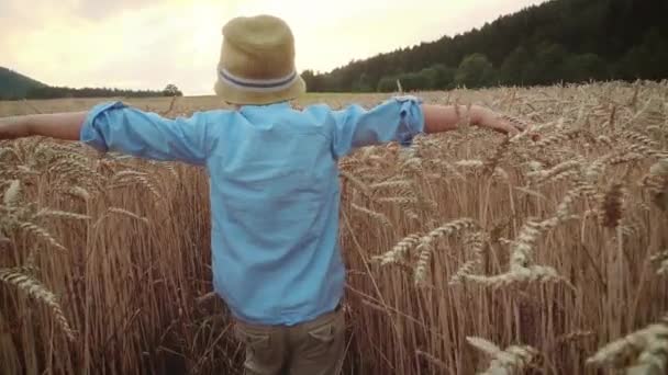 Kleiner Junge Auf Dem Weizenfeld — Stockvideo