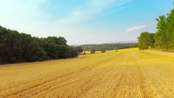 Bir Güzel Buğday Alanının Havadan Görünümü — Stok video
