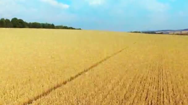 Luftaufnahme Eines Schönen Weizenfeldes — Stockvideo