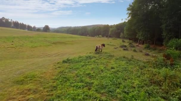 Vue Aérienne Beau Champ Blé — Video