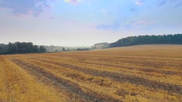 美しい小麦畑の空撮 — ストック動画