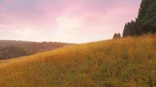 Vista Aérea Hermoso Campo Trigo — Vídeo de stock