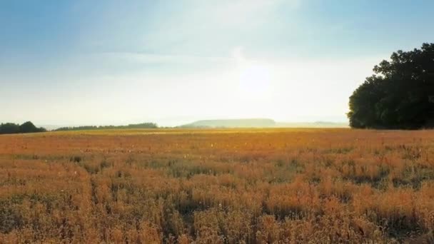 Vista Aérea Belo Campo Trigo — Vídeo de Stock