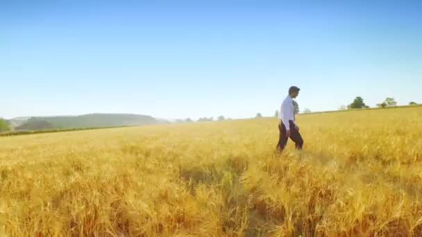 Businessman Wheat Field — Stock Video