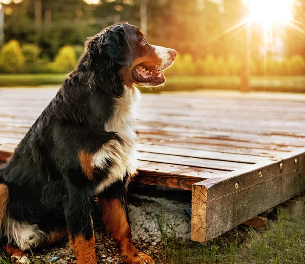 庭で穏やかなフレンドリー犬の肖像画 — ストック写真