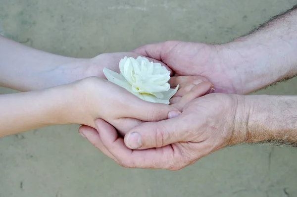 hands of man and woman holding white flower