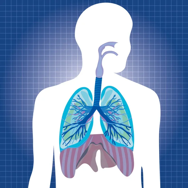 Illustrazione vettoriale respiratoria del sistema umano — Vettoriale Stock