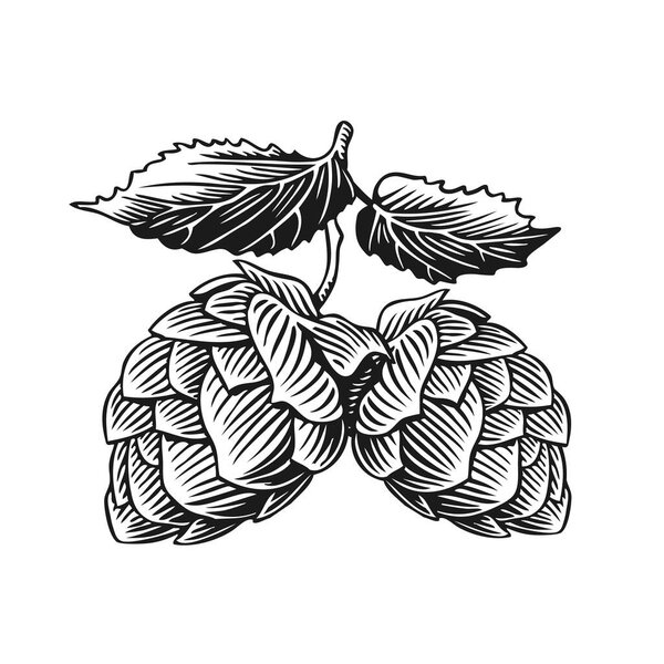 Шишки и листья, изолированные на белом фоне. Векторная иллюстрация винтажного стиля гравировки
.