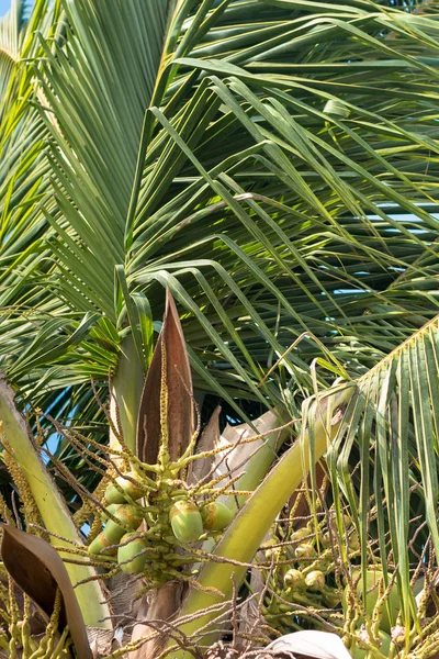 Kokosový strom s modrým nebem pozadí — Stock fotografie
