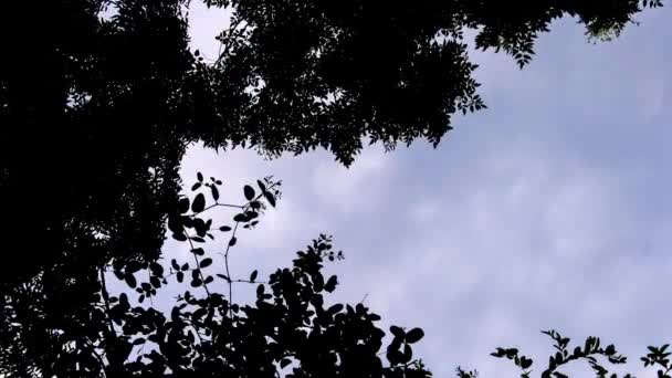 4 k time-lapse van wolken in blauwe hemel met silhouet boom frame — Stockvideo