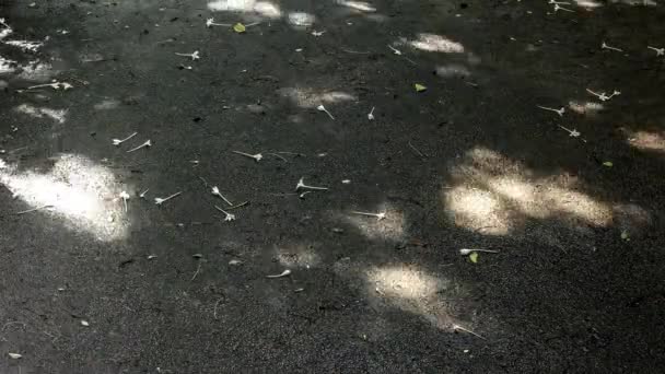 Waktu selang bunga pohon Cork jatuh di tanah dengan cahaya dan bayangan gerakan — Stok Video