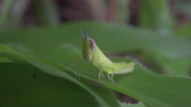 Çekirge üzerinde yeşil yaprak dinleniyor 