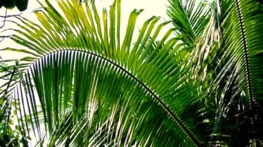 Hindistan cevizi ağacının yaprak, tropikal Tema