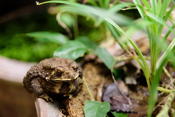 Common Toad on dried pond — Stock Photo, Image