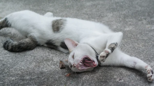 Lindo gato en el suelo — Foto de Stock