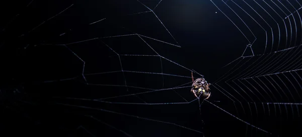 Spinnenwebben met zwarte achtergrond — Stockfoto