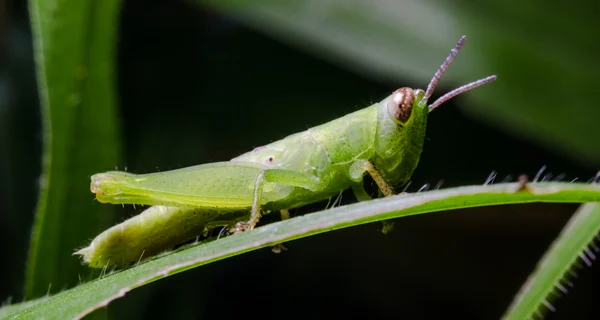 녹색 잔디 잎에 메뚜기 — 스톡 사진