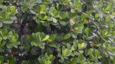 Yağmur ile Jack meyve ağacı