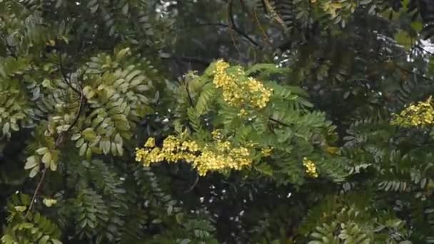 Cassia träd, thailändska koppar Pod blomma med regn — Stockvideo