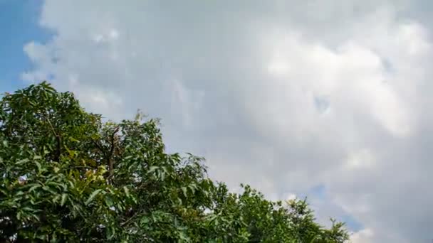 Nuvens e árvore movimento superior, lapso de tempo 4K — Vídeo de Stock