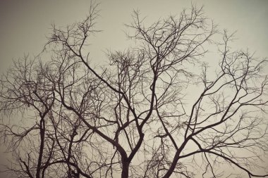 Vintage Renk tonlu kurumuş ağaç