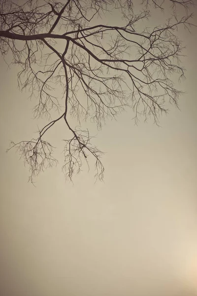 Albero essiccato con tono di colore vintage — Foto Stock