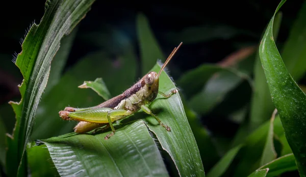 Kobylka na zelené trávě list — Stock fotografie